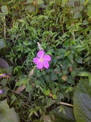 Heterotis rotundifolia