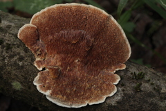 Metuloidea murashkinskyi