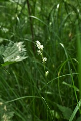 Carex brizoides