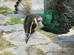 Pavo cristatus