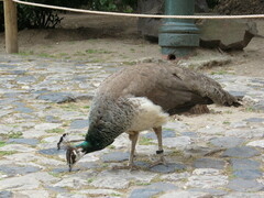 Pavo cristatus