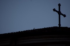 Phoenicurus ochruros