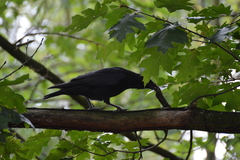Corvus corone