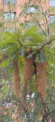 Bocconia frutescens
