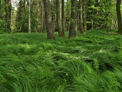 Carex brizoides