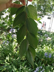 Celtis sinensis