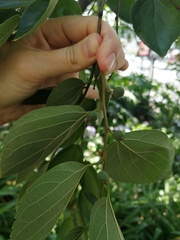 Celtis sinensis