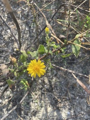 Heterotheca subaxillaris