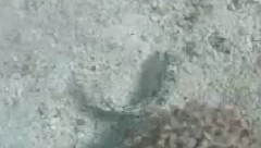 Gnatholepis thompsoni