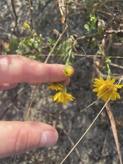 Heterotheca subaxillaris
