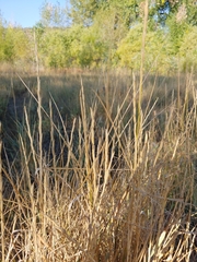 Elymus smithii