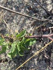 Heterotheca subaxillaris