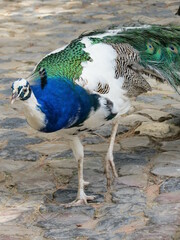 Pavo cristatus
