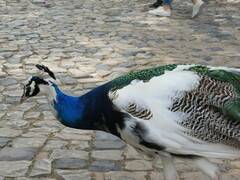 Pavo cristatus