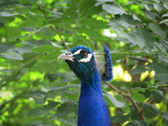 Pavo cristatus