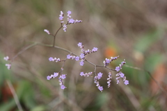 Limonium narbonense