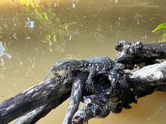 Varanus salvator salvator