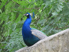 Pavo cristatus