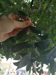 Harpephyllum caffrum