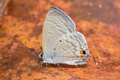 Catochrysops panormus