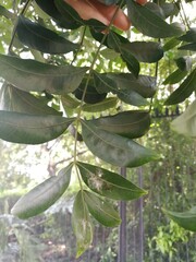 Harpephyllum caffrum