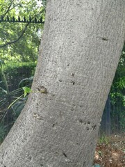 Harpephyllum caffrum
