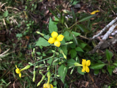 Kalanchoe integra