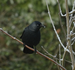 Corvus monedula