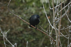 Corvus monedula