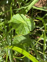 Hydrocotyle