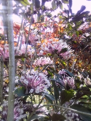 Clerodendrum quadriloculare