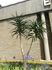Aloidendron barberae