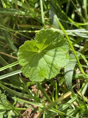 Hydrocotyle