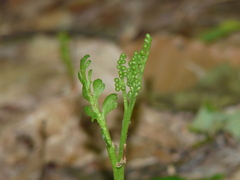 Botrychium matricariifolium