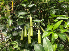 Neoalsomitra clavigera