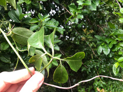 Neoalsomitra clavigera