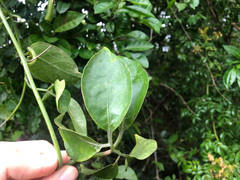 Neoalsomitra clavigera