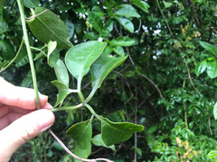 Neoalsomitra clavigera