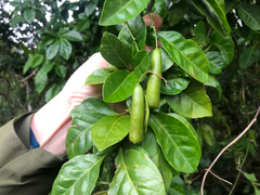 Neoalsomitra clavigera