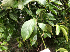 Neoalsomitra clavigera