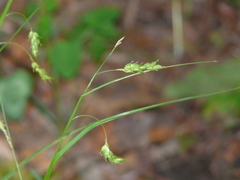 Carex formosa