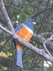 Trogon collaris