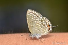 Catopyrops ancyra
