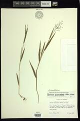 Dichanthelium praecocius