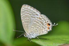 Catopyrops ancyra