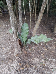 Anthurium schlechtendalii
