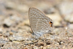 Catopyrops ancyra