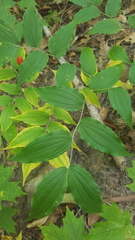 Prosartes lanuginosa