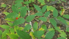 Prosartes lanuginosa