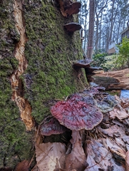 Ganoderma sessile